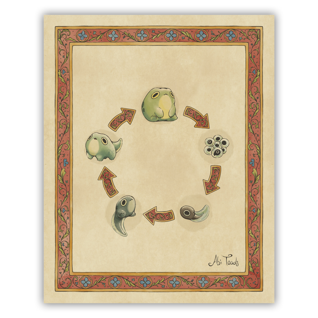 Illustration of a life cycle diagram with arrows and stages of a frog's life with decorative border.