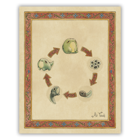 Illustration of a life cycle diagram with arrows and stages of a frog's life with decorative border.