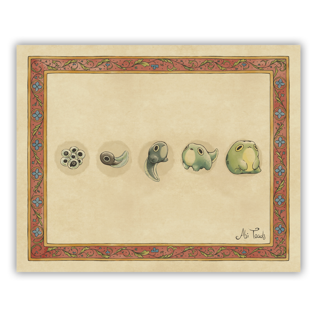 illustration of life oycle of frogs with each stage of life in a linear sequence