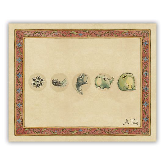 illustration of life oycle of frogs with each stage of life in a linear sequence