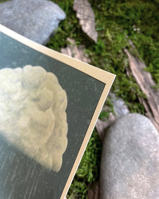 print of inky cap mushroom crying under rain cloud closeup