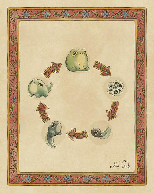 Illustration of a life cycle diagram with arrows and stages of a frog's life with decorative border.