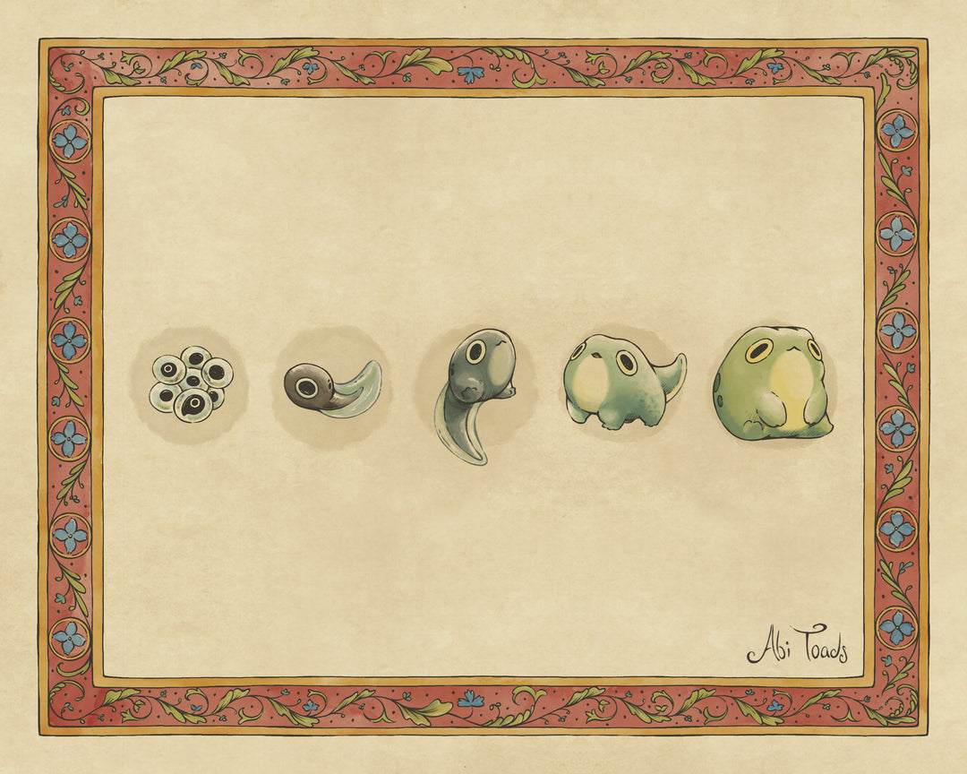 illustration of life oycle of frogs with each stage of life in a linear sequence