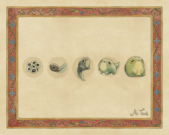 illustration of life oycle of frogs with each stage of life in a linear sequence